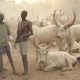 Mladí pastieri dobytka si chránia svoje stáda.